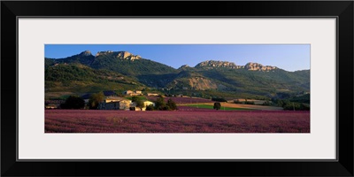 Lavender Fields and Farms High Provence La Drome France