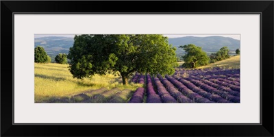 Lavender flowers in a field, Drome, Provence, France