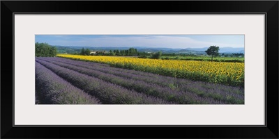 Lavender & sunflower field Provence France