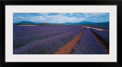 Lavender Tasmania Australia