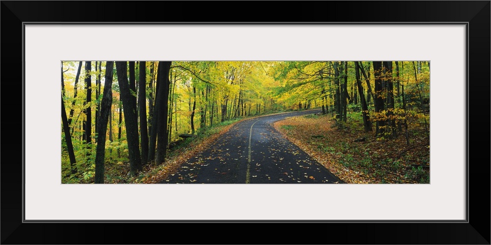 Horizontal, giant photograph of a curving road covered in fallen leaves, surrounded on both sides by tall trees and vibran...