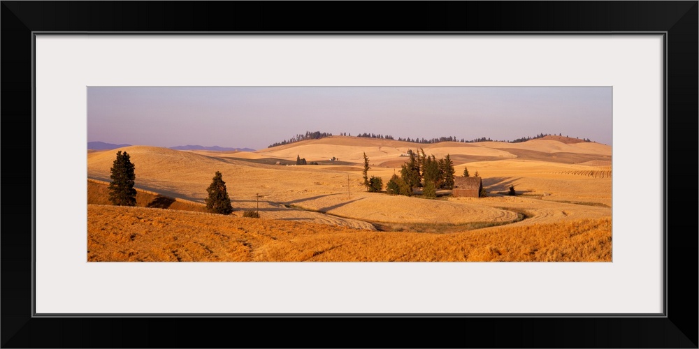 Lentil Field Palouse Country Spokane County WA