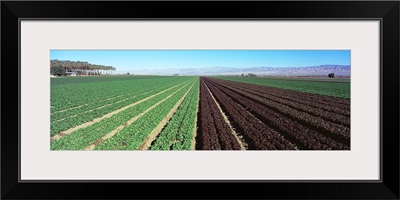 Lettuce crop in a field, Indio, Coachella Valley, Riverside County, California,