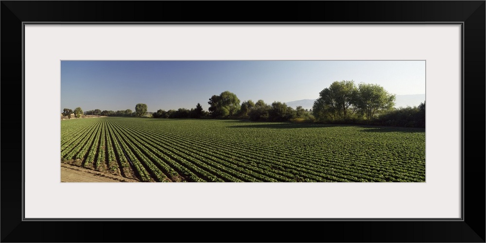 Lettuce Field Salinas Valley CA