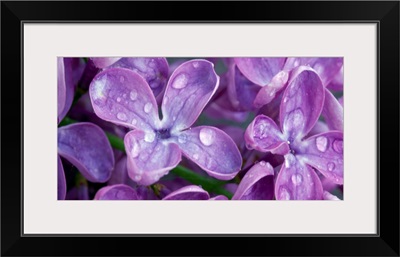 Lilacs CA