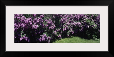 Lilacs MI