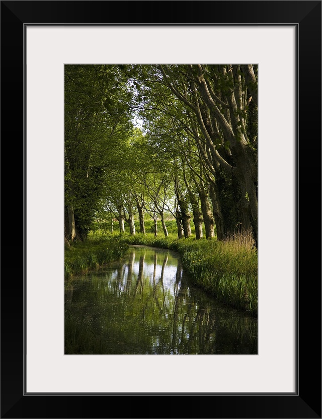 Lime Trees on Feeder to Canal du Midi, Near Mirepeisset, Languedoc Roussillon, France