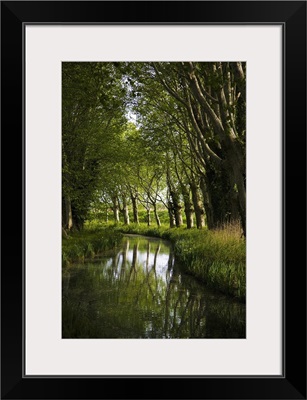 Lime Trees on Feeder to Canal du Midi, Near Mirepeisset, Languedoc Roussillon, France