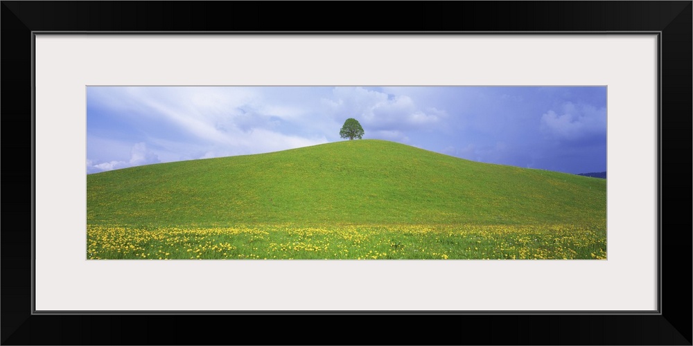 Linden Tree Zug Switzerland