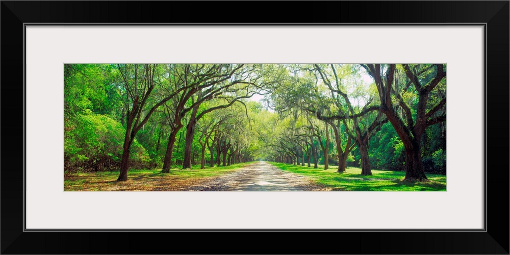 Panoramic photograph showcases a desolate road traveling between rows of enormous bare trees that are standing in front of...