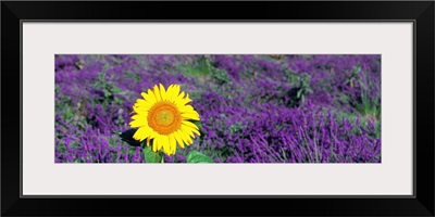Lone Sunflower in Lavender Field France