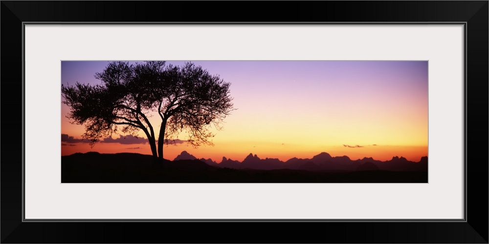 Panoramic photograph of tree silhouette with mountains in the distance at sunset.