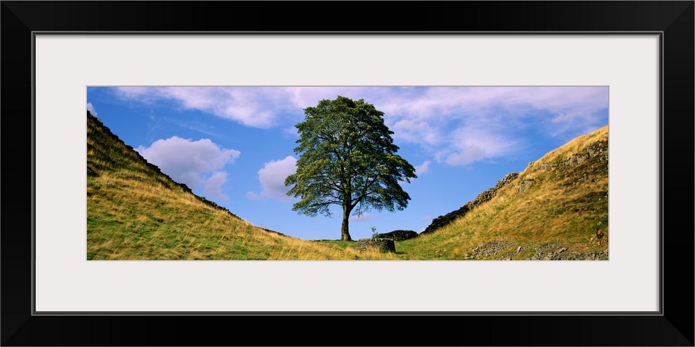 Panoramic photograph of a lone tree against a blue sky with white clouds, in Sycamore Gap, alongside Hadrian's Wall in Nor...