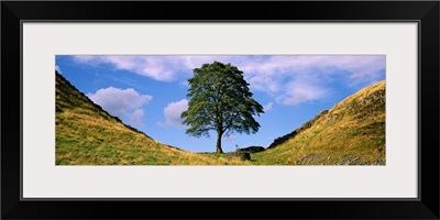 Lone Tree Hadrian's Wall (Sycamore Gap ) Northumberland England