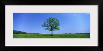 Lone Tree in Pasture near Dijon France