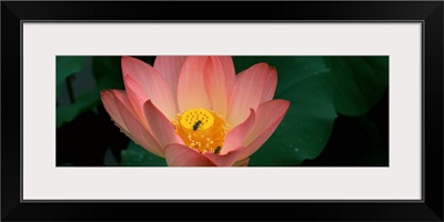 Lotus with bees in a pond