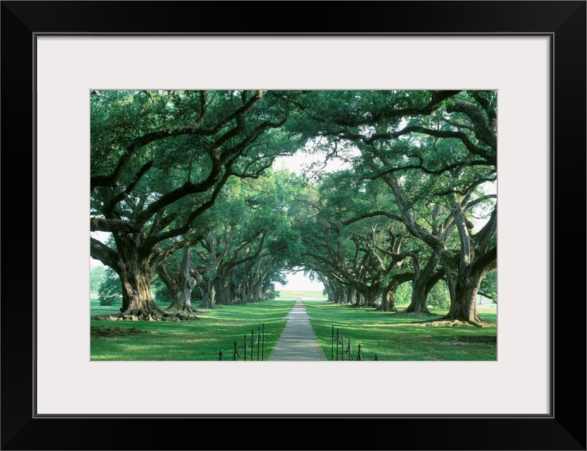 USA, Louisiana, New Orleans, brick path through alley of oak trees