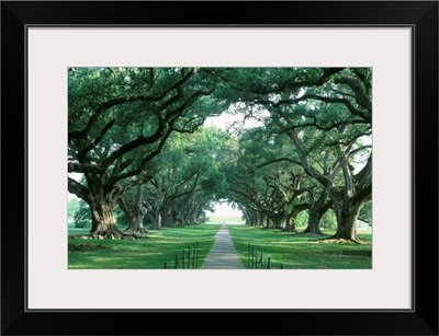 Louisiana, New Orleans, brick path through alley of oak trees