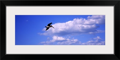 Low angle view of a Brown pelican (Pelecanus occidentalis) flying in the sky, Florida