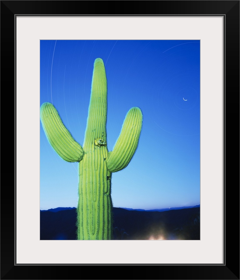 Low angle view of a cactus, Tonto National Forest, Maricopa County, Arizona