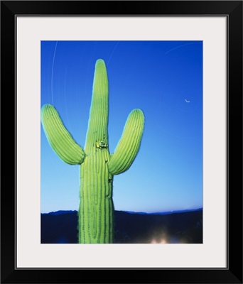 Low angle view of a cactus, Tonto National Forest, Maricopa County, Arizona
