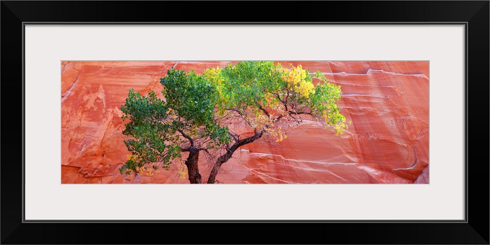 Big panoramic photo on canvas of a tree contrasted in front of a large red rock formation.