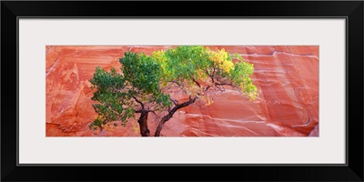 Low angle view of a cottonwood tree in front of a sandstone wall, Escalante National Monument, Utah