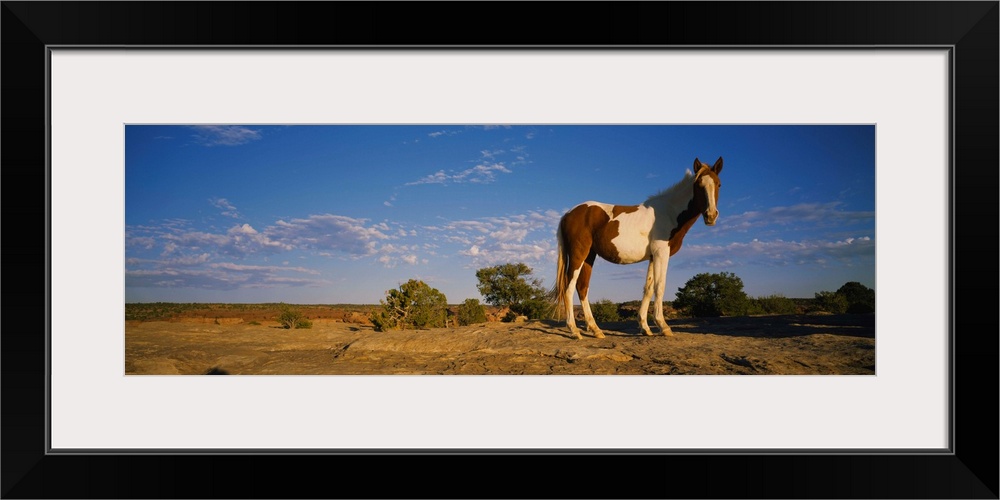 Low angle view of a pony standing in a field, New Mexico