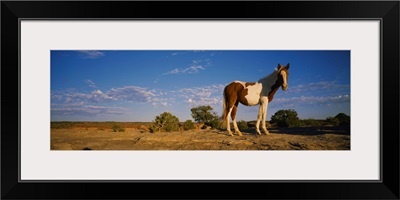 Low angle view of a pony standing in a field, New Mexico