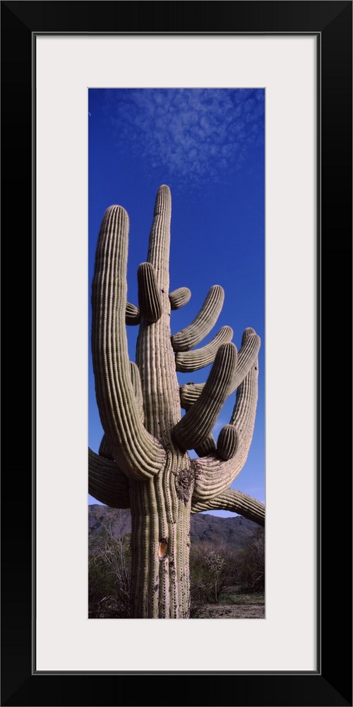 Low angle view of a Saguaro cactus Carnegiea gigantea on a landscape Saguaro National Park Tucson Arizona