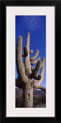 Low angle view of a Saguaro cactus Carnegiea gigantea on a landscape Saguaro National Park Tucson Arizona