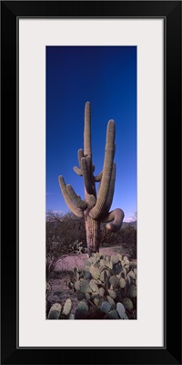 Low angle view of a Saguaro cactus Carnegiea gigantea on a landscape Saguaro National Park Tucson Arizona