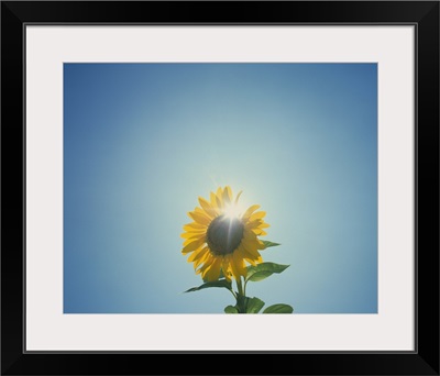 Low angle view of a Sunflower (Helianthus annuus)