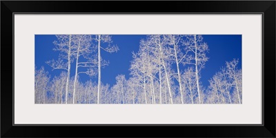 Low angle view of American aspen trees in the forest, Utah, (Populus tremuloides)