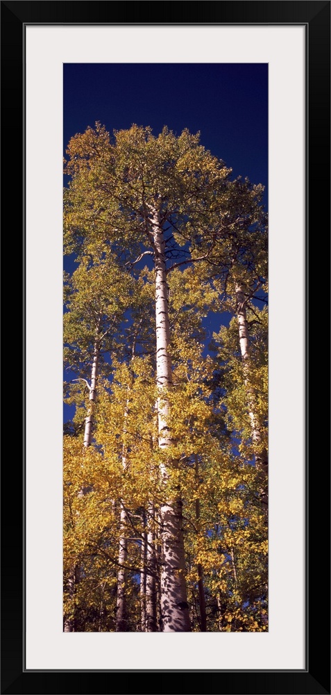 Colorado Aspens, Colorado