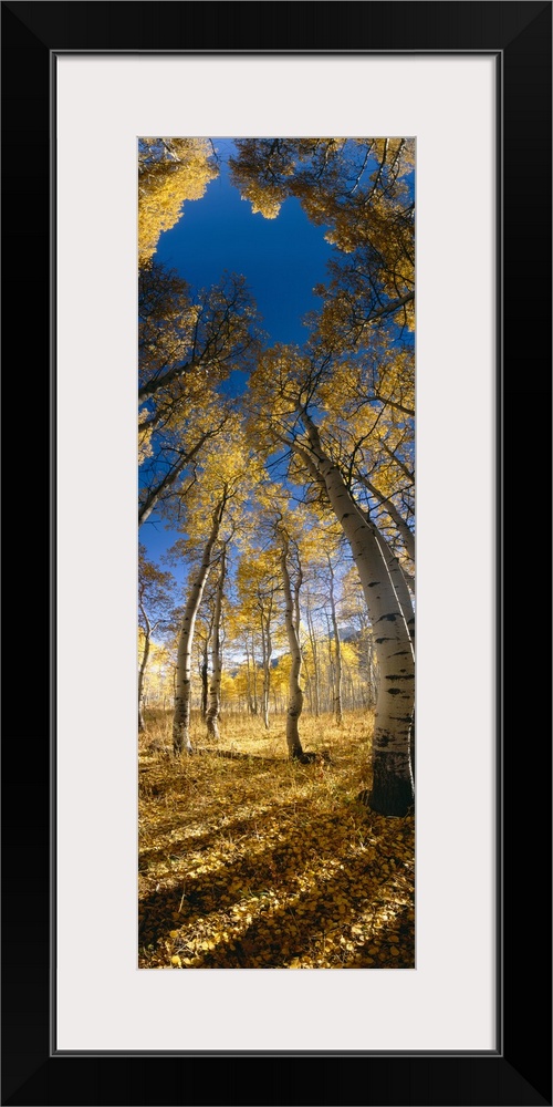 Distorted low angle picture taken looking up at tall aspen trees during the autumn season.