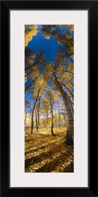 Low angle view of Aspen trees in the forest, Alpine Loop, Colorado