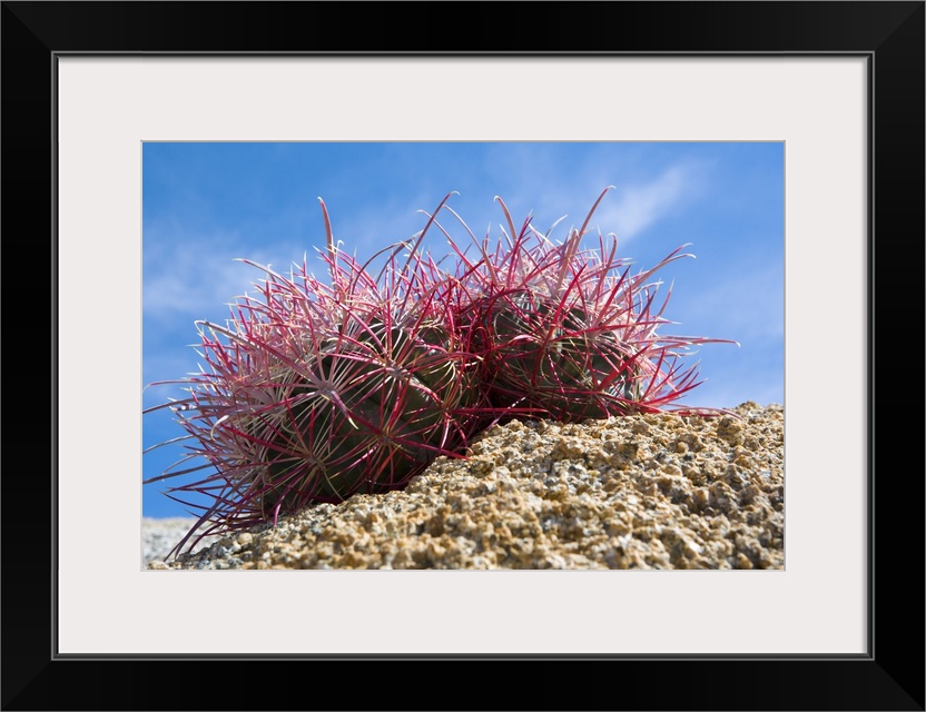 Low-Angle View Of Barrel Cactus On Rocky Ground