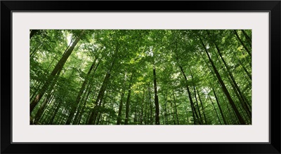 Low angle view of beech trees, Baden Wurttemberg, Germany