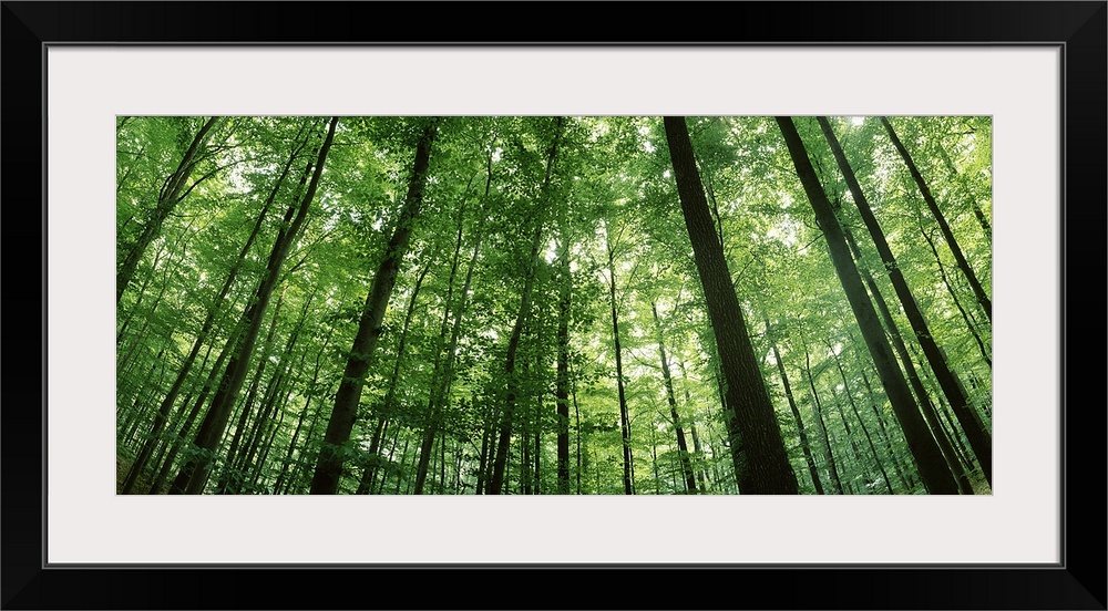 Beech trees in Spring, Baden-Wuerttemberg, Germany