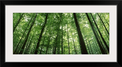 Low angle view of beech trees, Baden Wurttemberg, Germany