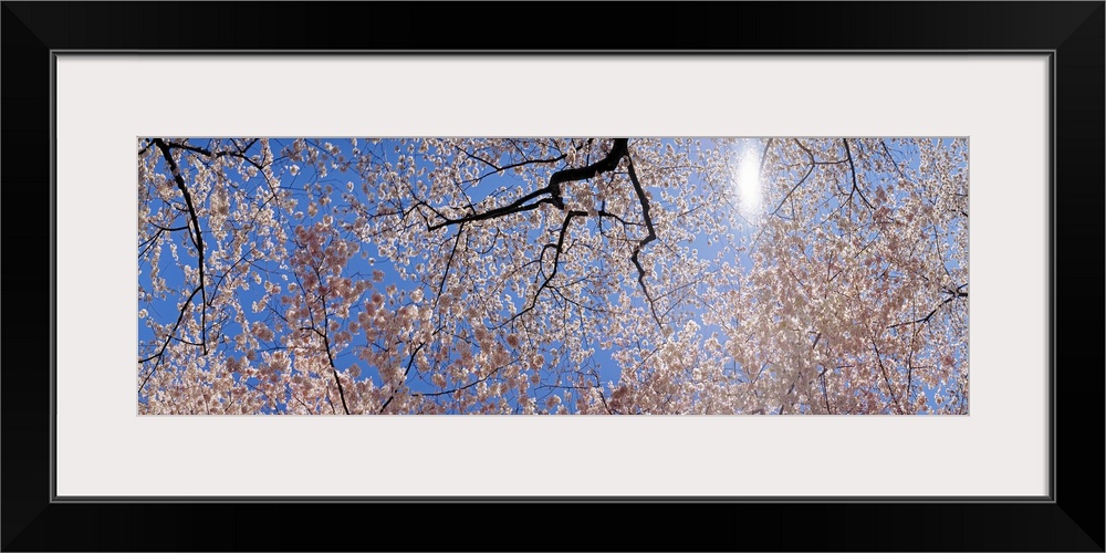 Panoramic photograph of several cherry trees in full bloom, as seen from below, their bright petals contrasting with the c...