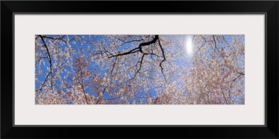 Low angle view of Cherry Blossom trees, Washington DC