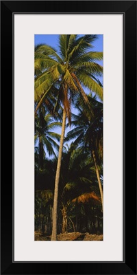 Low angle view of coconut palm trees, Colima, Mexico