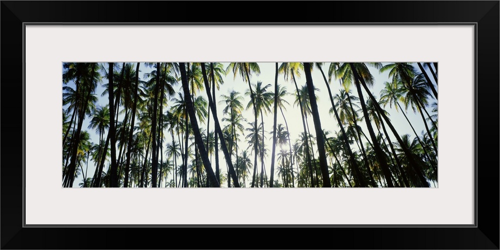 Low angle view of coconut palm trees in a forest, Molokai, Hawaii