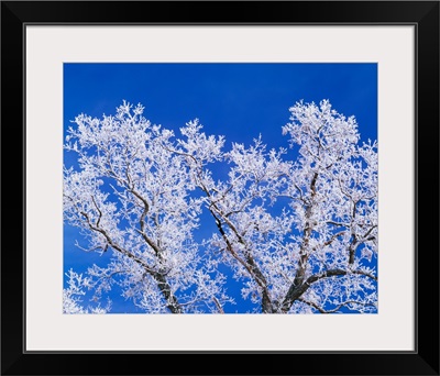 Low angle view of hoarfrost on oak tree branches, blue sky, Iowa