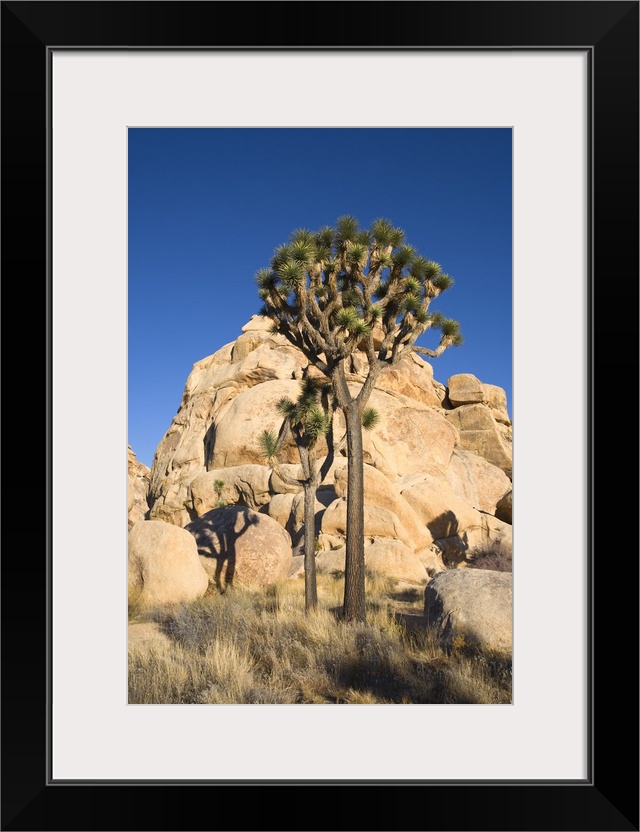 Low-Angle View Of Joshua Tree In Front Of Cliff