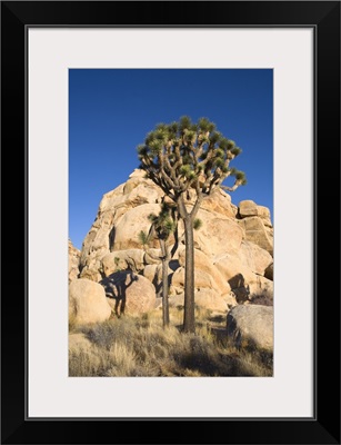 Low-Angle View Of Joshua Tree In Front Of Cliff