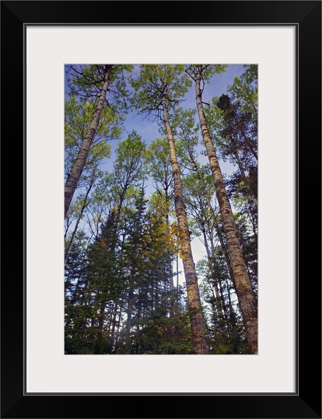 Low angle view of mixed hardwood forest, Minnesota