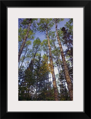 Low angle view of mixed hardwood forest, Minnesota